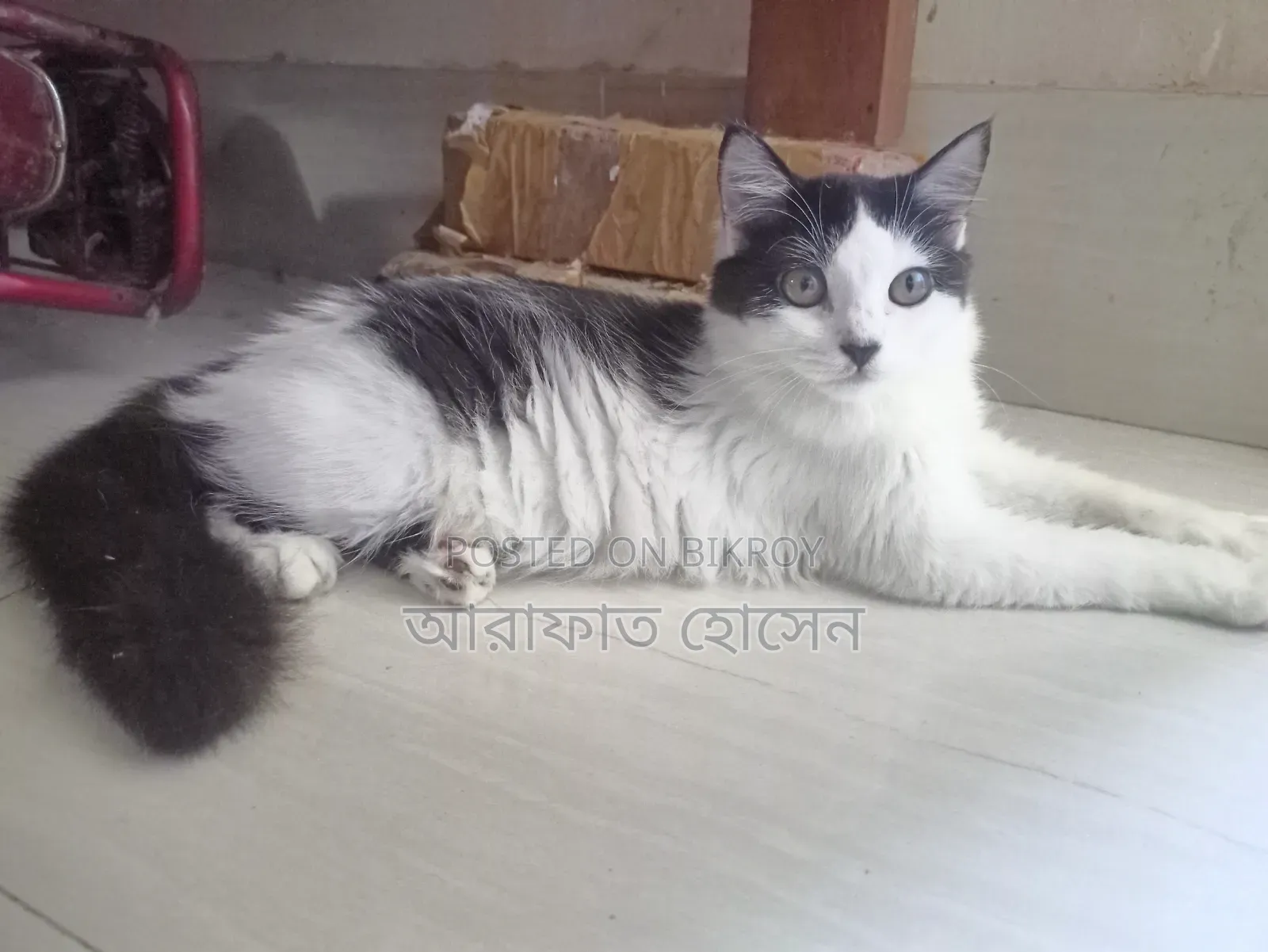 ৩-৬ মাস বয়সী স্ত্রী মিশ্র জাতের পারশিয়ান