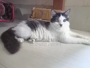 ৩-৬ মাস বয়সী স্ত্রী মিশ্র জাতের পারশিয়ান