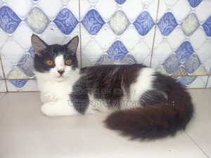 ৩-৬ মাসের মেছো পার্সিয়ান মিশ্র জাত