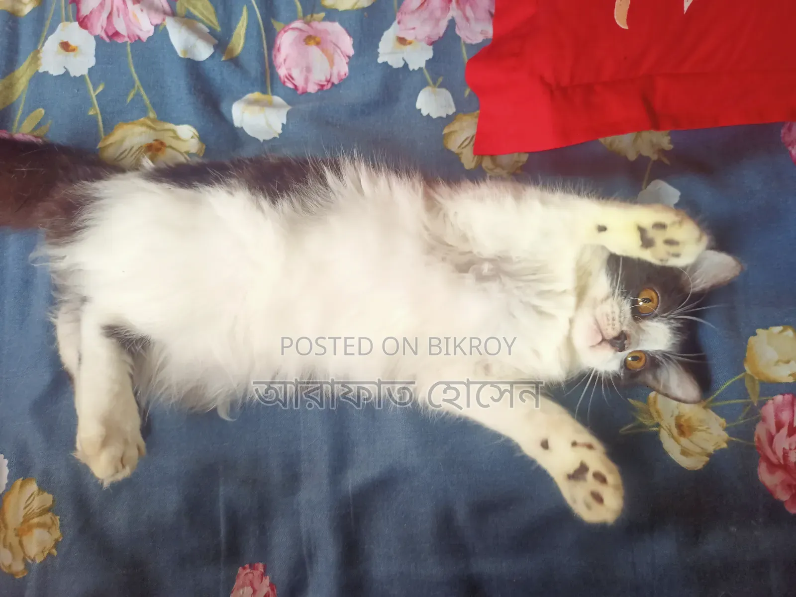৩-৬ মাসের মেছো পার্সিয়ান মিশ্র জাত