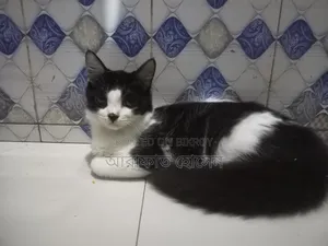 ৩-৬ মাসের মেছো পার্সিয়ান মিশ্র জাত