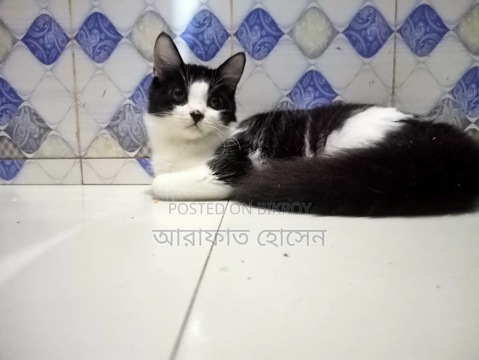 ৩-৬ মাসের মেছো পার্সিয়ান মিশ্র জাত