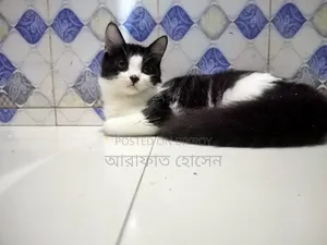 ৩-৬ মাসের মেছো পার্সিয়ান মিশ্র জাত