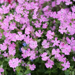 Dwarf Catchfly (Silene Pendula) Flower Seeds
