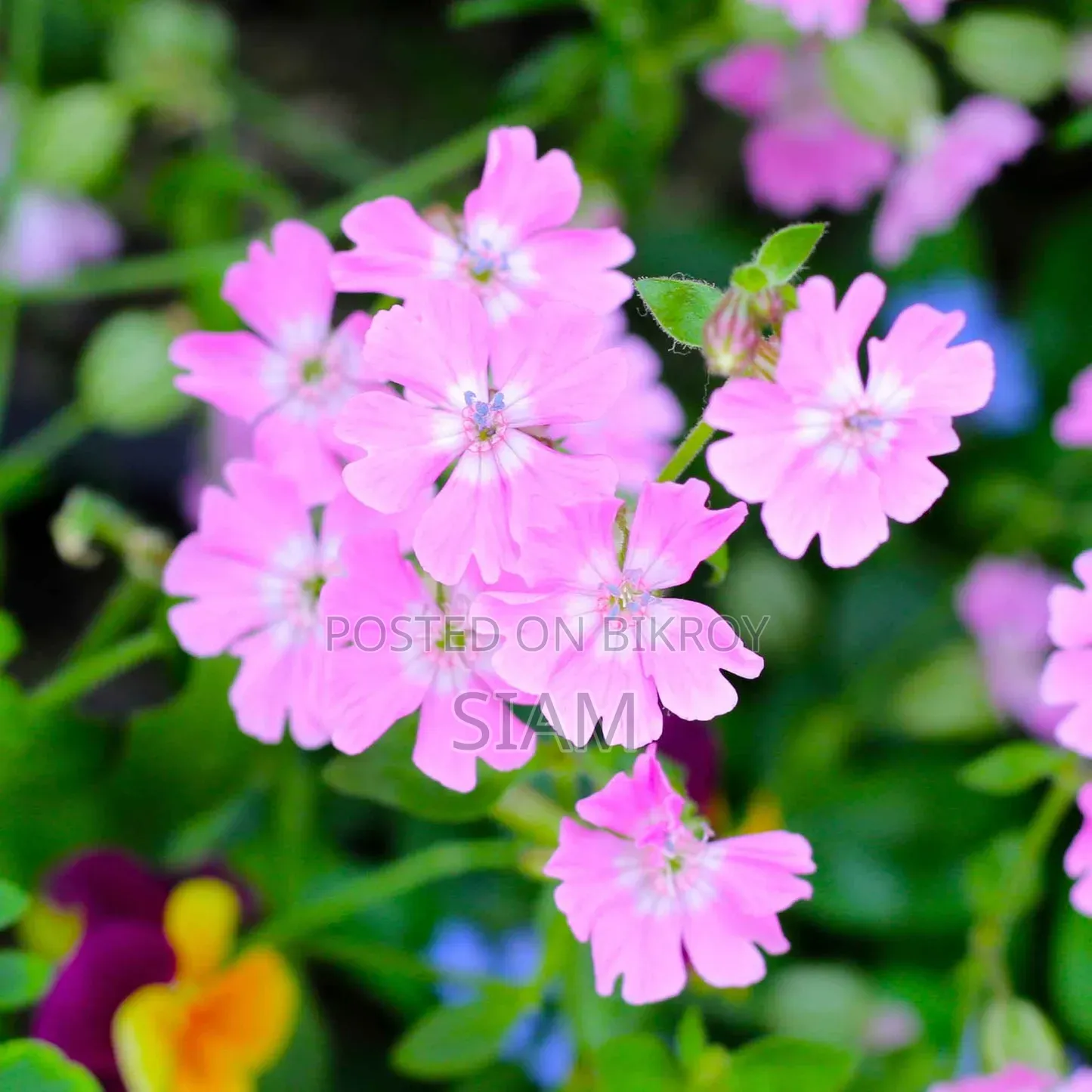 Dwarf Catchfly (Silene Pendula) Flower Seeds