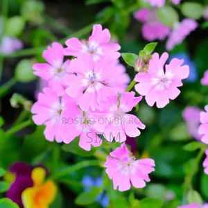 Dwarf Catchfly (Silene Pendula) Flower Seeds