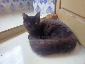 ৩-৬ মাসের মাদি মিক্স ব্রিড পার্সিয়ান