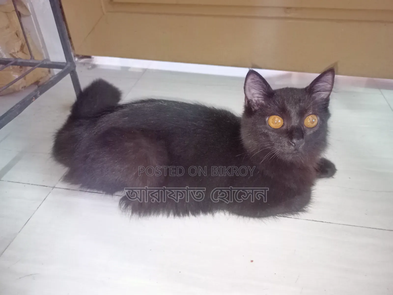 ৩-৬ মাসের মাদি মিক্স ব্রিড পার্সিয়ান