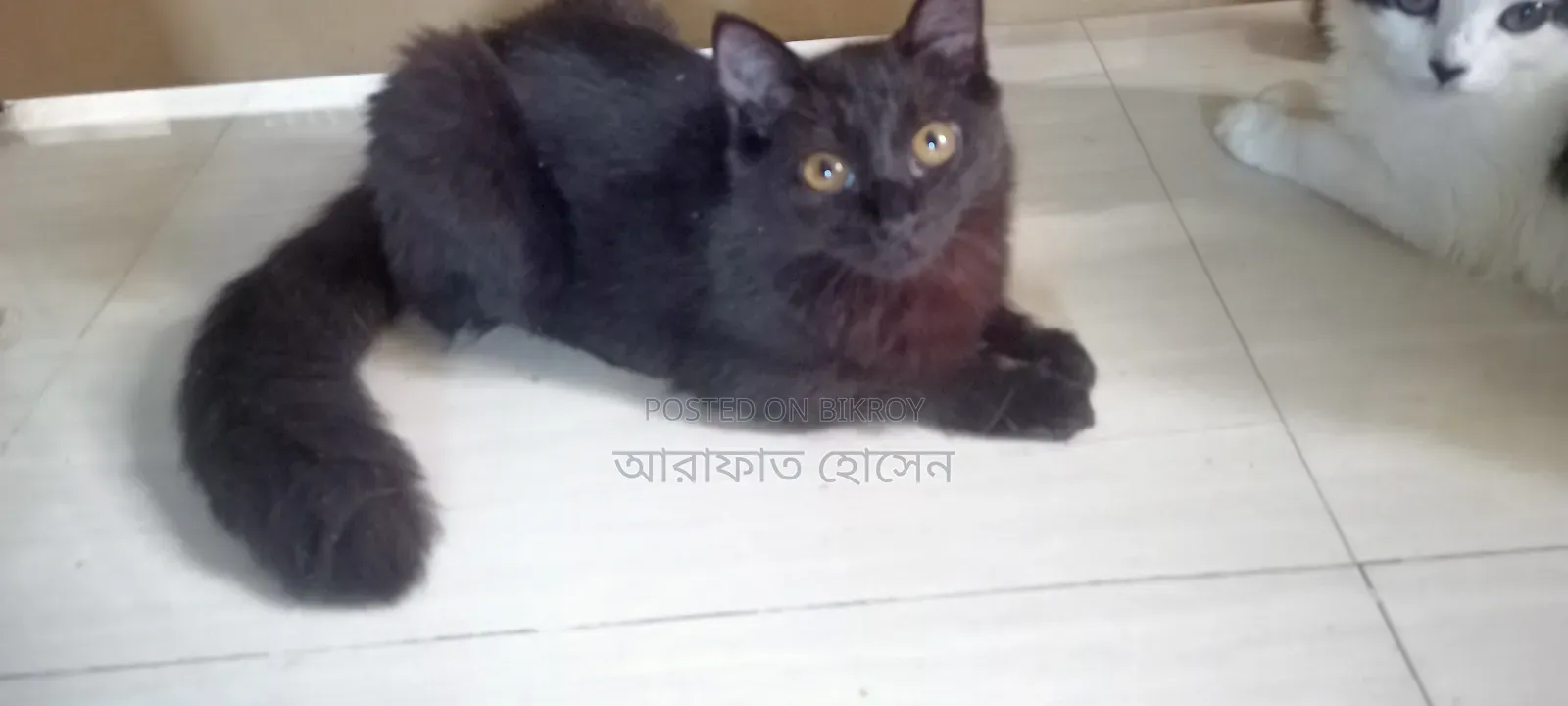 ৩-৬ মাসের মাদি মিক্স ব্রিড পার্সিয়ান