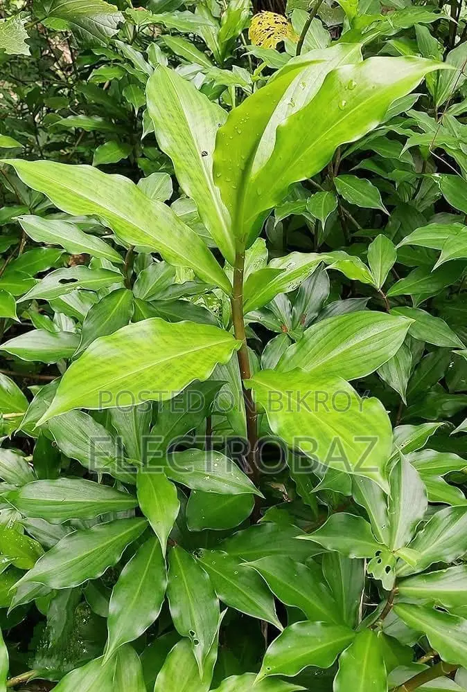 ডায়াবেটিসের জন্য হারবাল গাছ | Herbal Plant | প্রাকৃতিক গাছ