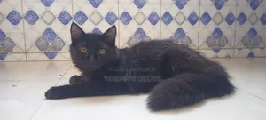 ৩-৬ মাসের মাদি মিক্স ব্রিড পার্সিয়ান