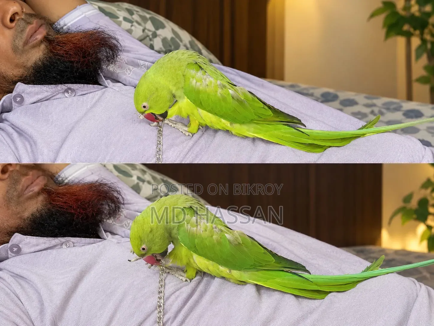 টিয়া পাখি (রিংনেক প্যারাকিট)