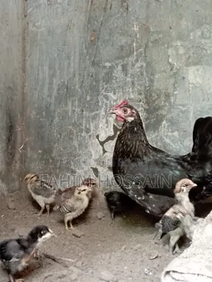 Original native rooster and hen with chicks.