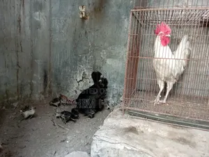 Original native rooster and hen with chicks.