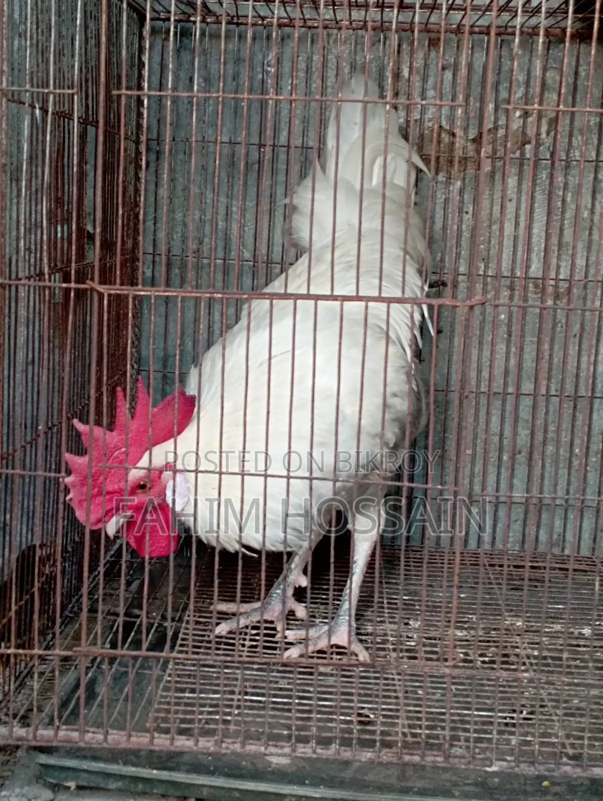 Original native rooster and hen with chicks.
