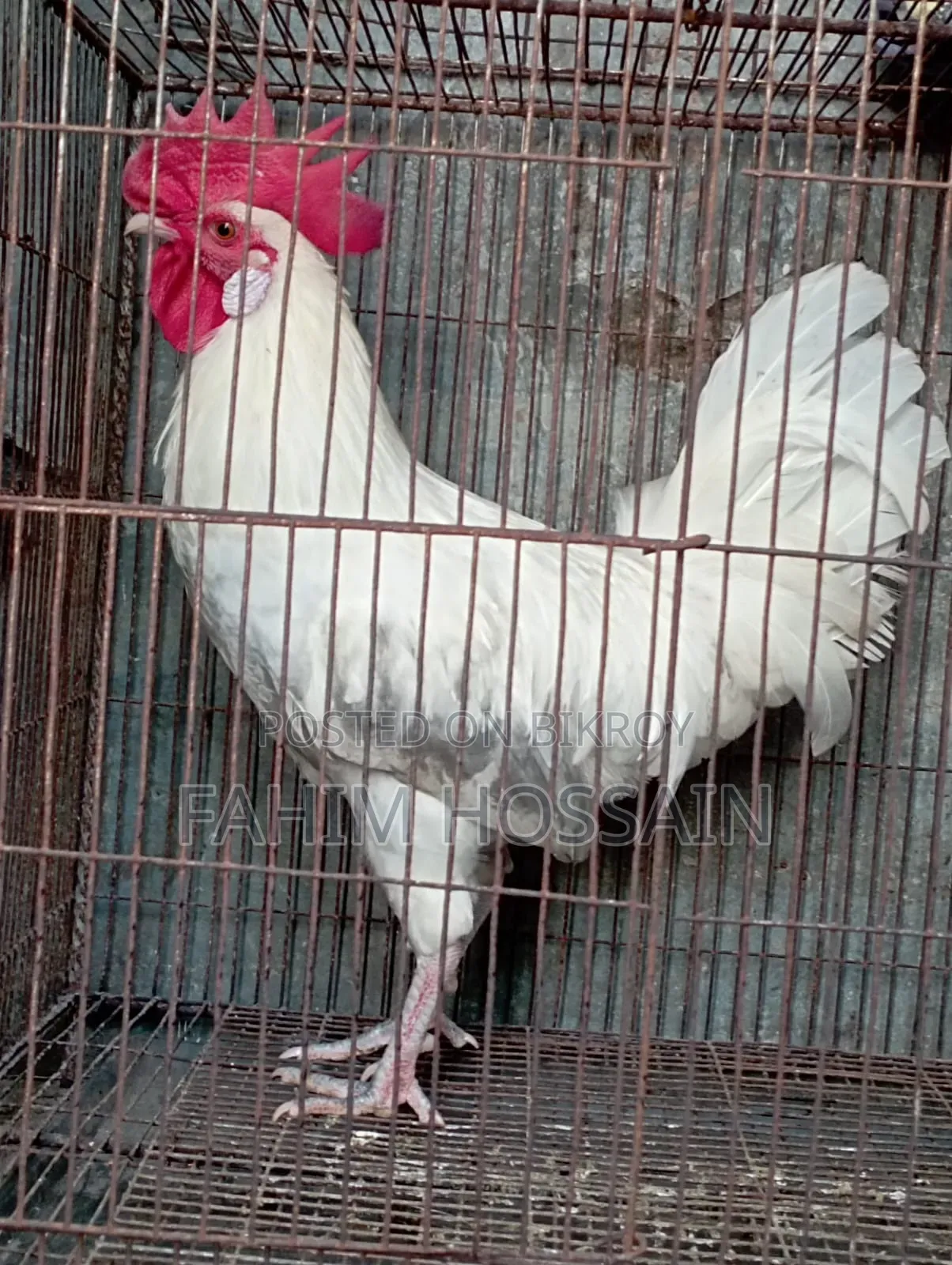 Original native rooster and hen with chicks.