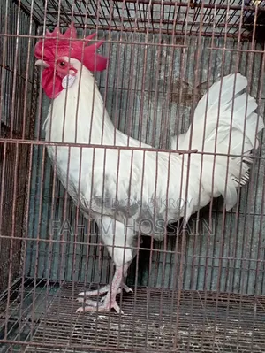 Original native rooster and hen with chicks.