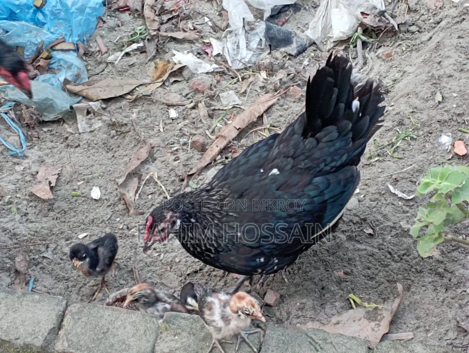 Original native rooster and hen with chicks.