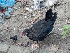Original native rooster and hen with chicks.