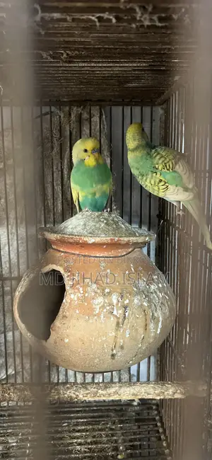 বাজ্রিগার বার্ডস
