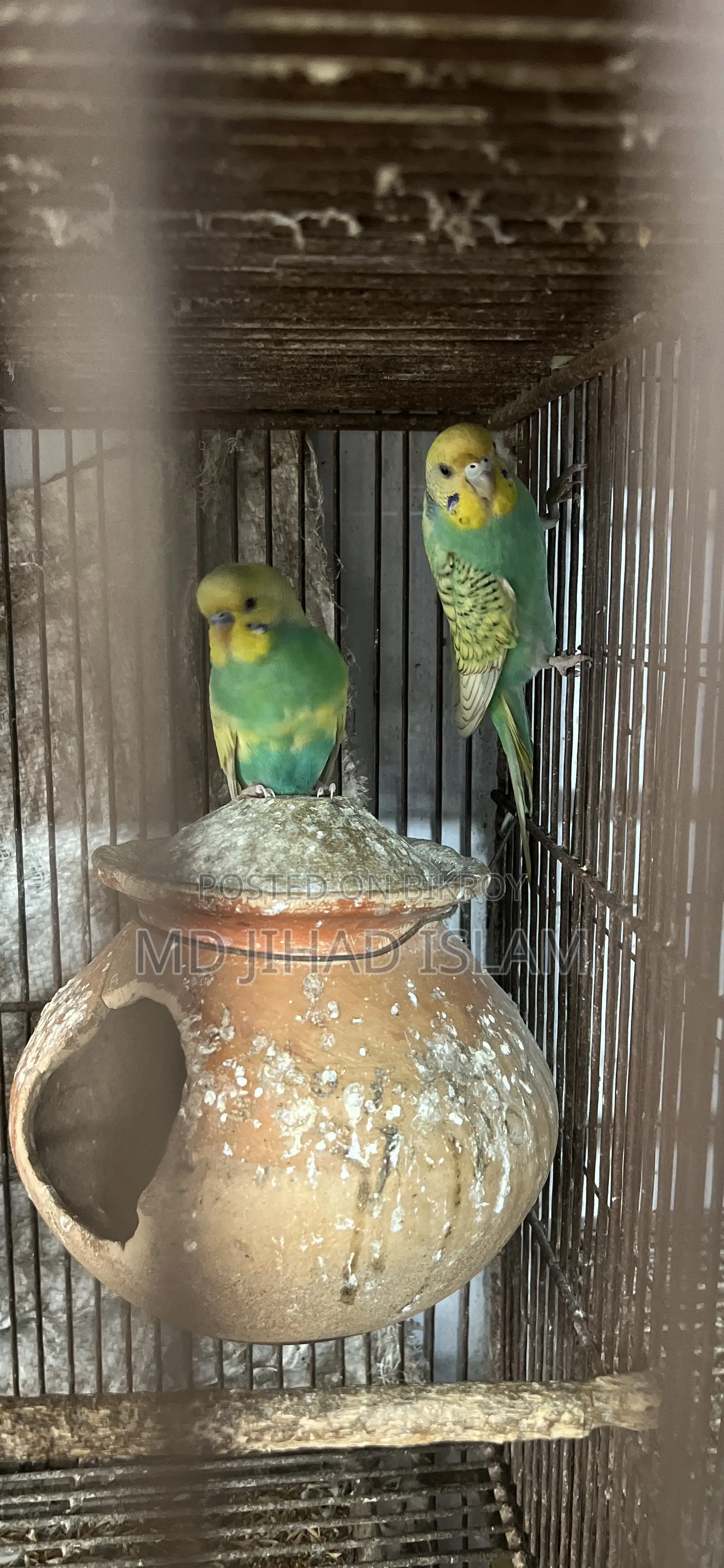বাজ্রিগার বার্ডস