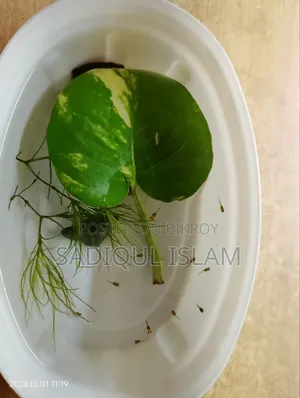 অ্যাকোয়ারিয়াম উইথ ফিশ