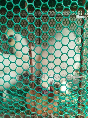 Silkie Chicken