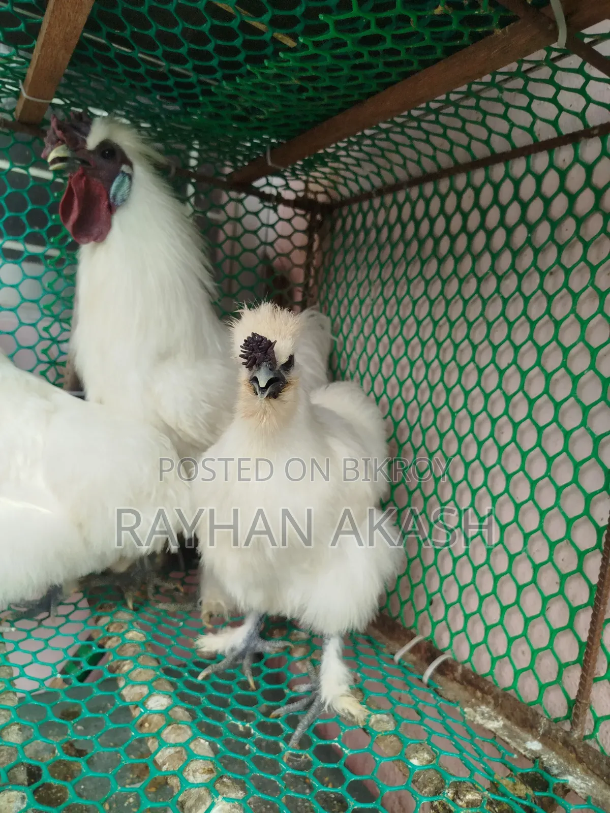 Silkie Chicken