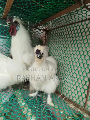 Silkie Chicken