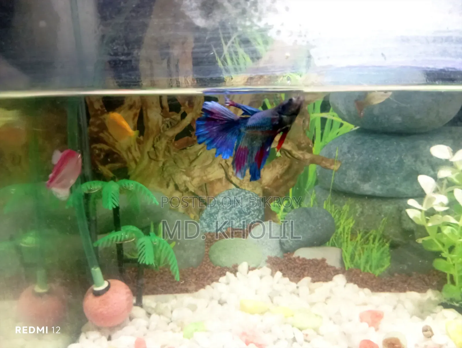 Aquarium + Fish