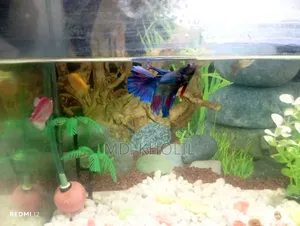 Aquarium + Fish