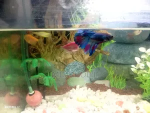 Aquarium + Fish