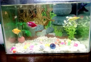Aquarium + Fish