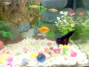 Aquarium + Fish