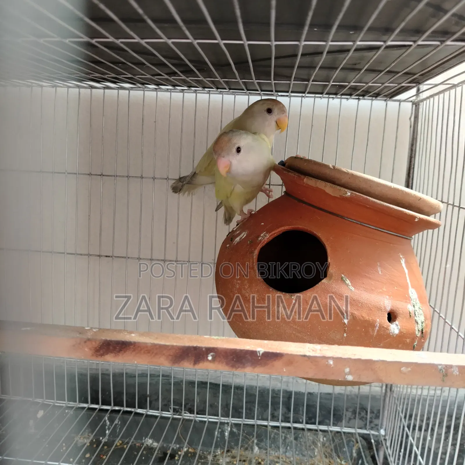 Crimino/Pale Fallow-Red Eye Love Bird With DNA Card