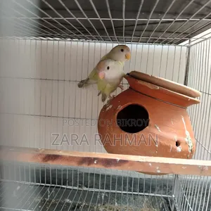 Crimino/Pale Fallow-Red Eye Love Bird With DNA Card
