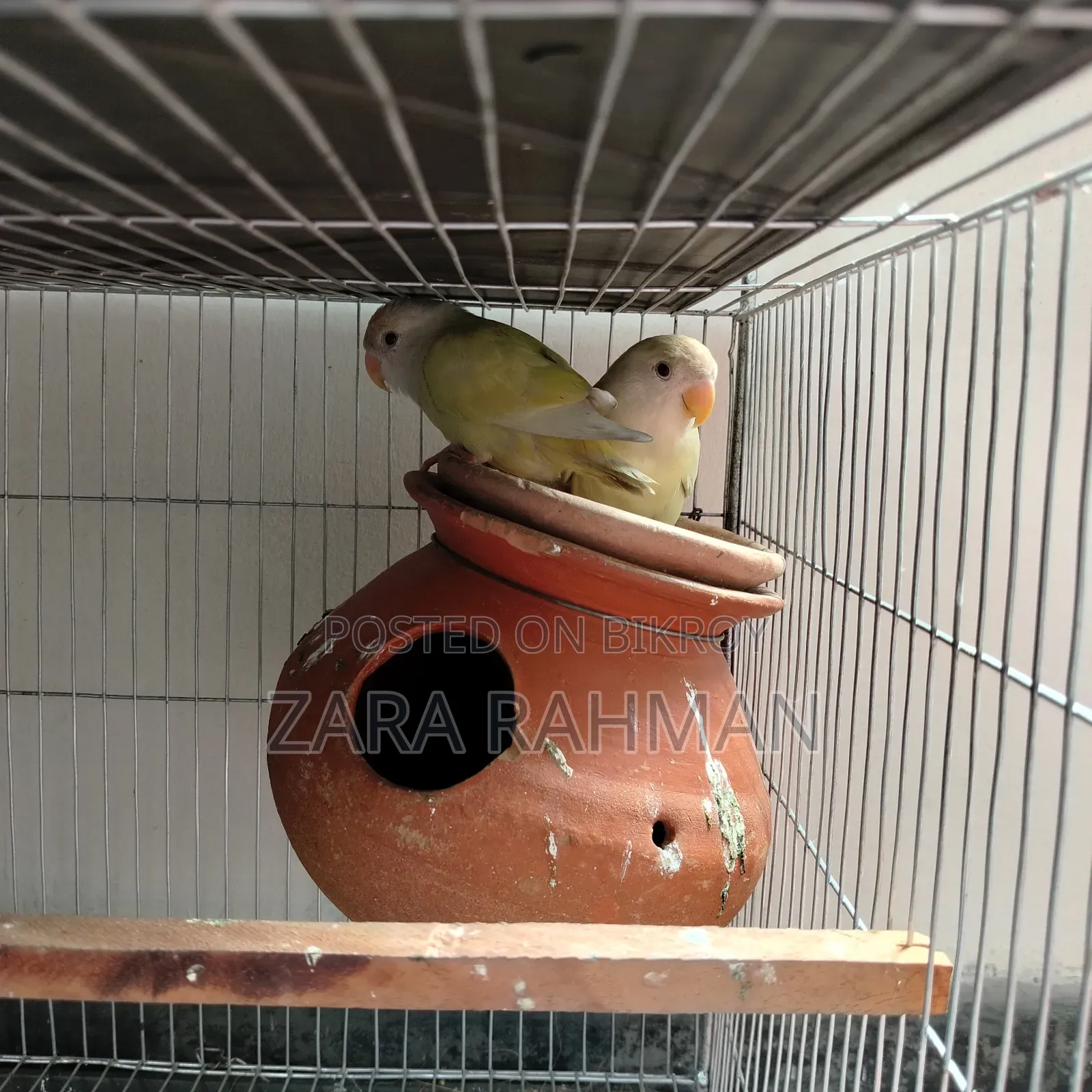 Crimino/Pale Fallow-Red Eye Love Bird With DNA Card
