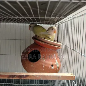 Crimino/Pale Fellow-Red Eye Love Bird With Dna Card