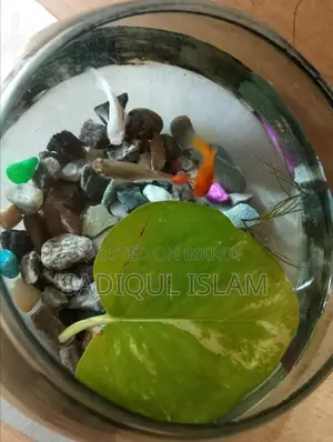 অ্যাকোয়ারিয়াম উইথ ফিশ