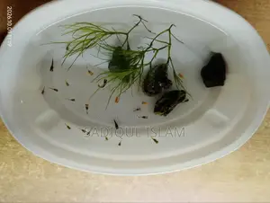 অ্যাকোয়ারিয়াম উইথ ফিশ