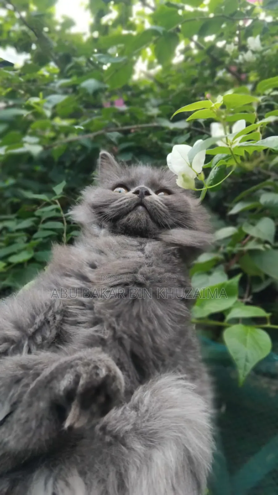 3-6 months Female Purebred Persian