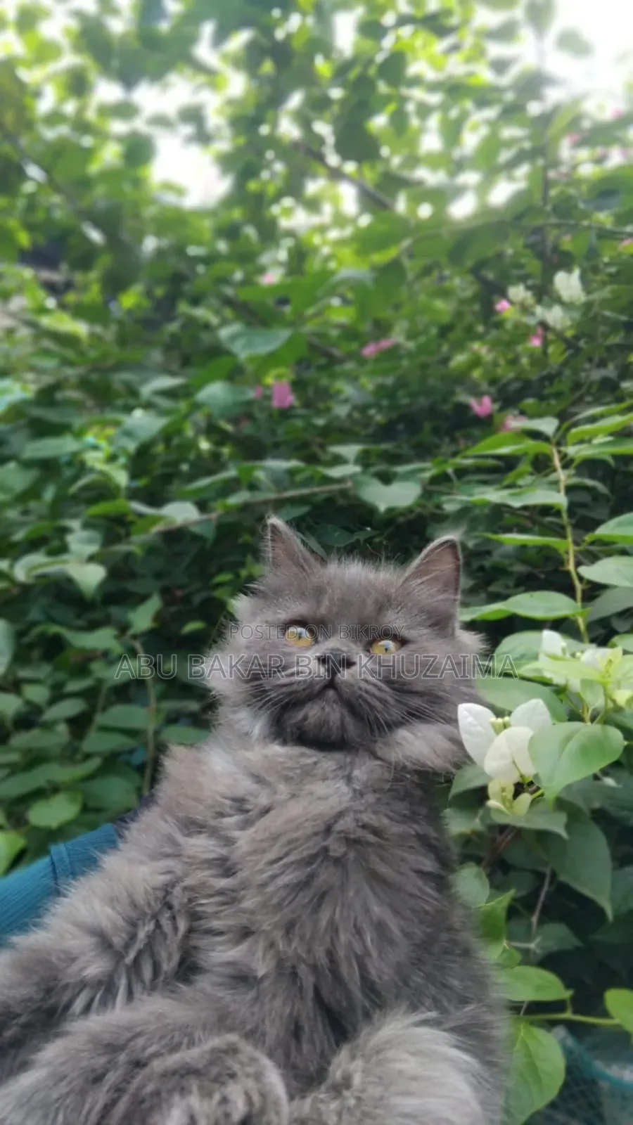 3-6 months Female Purebred Persian