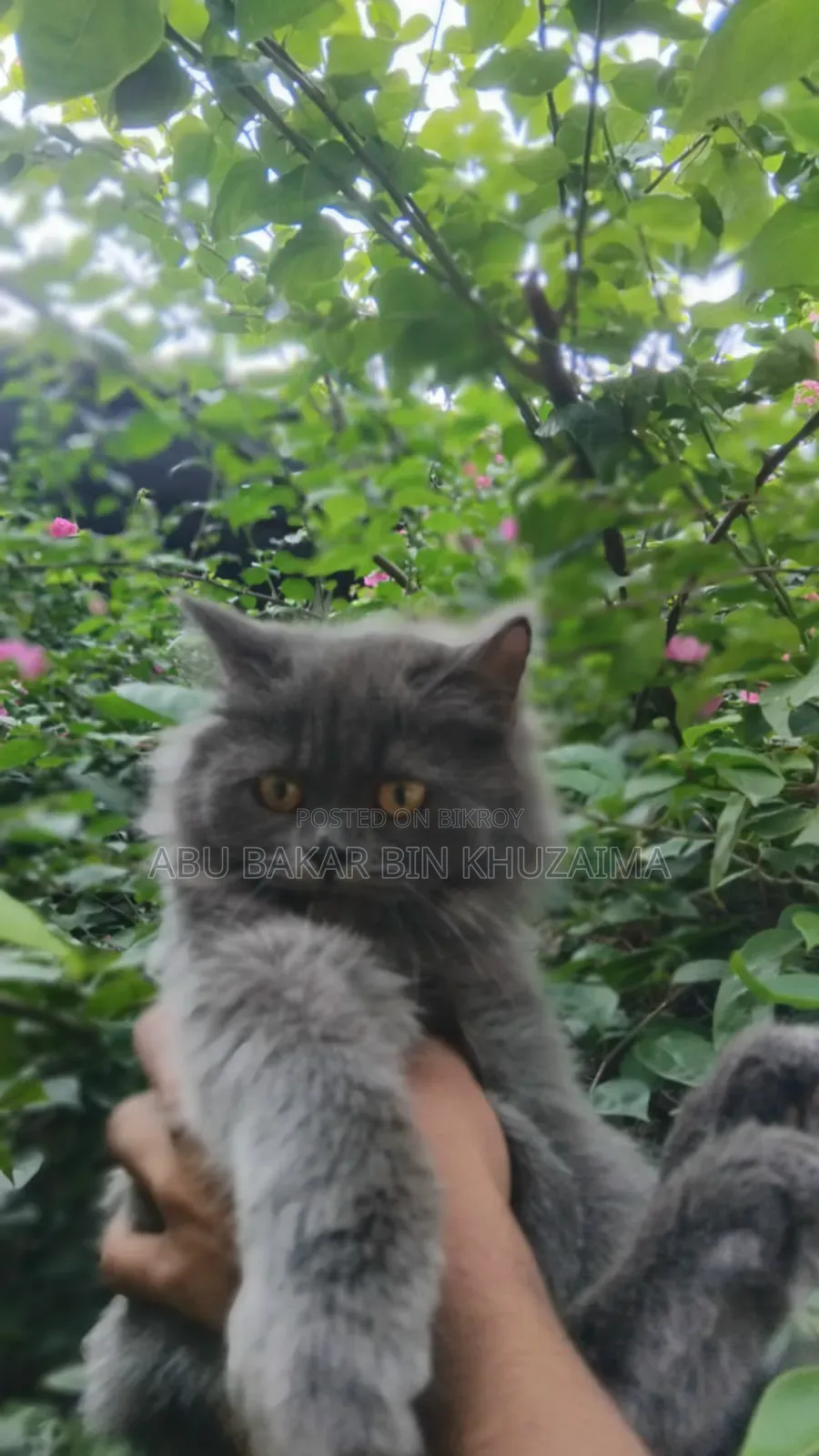 3-6 months Female Purebred Persian