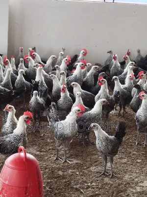 Fayoumi Chicken