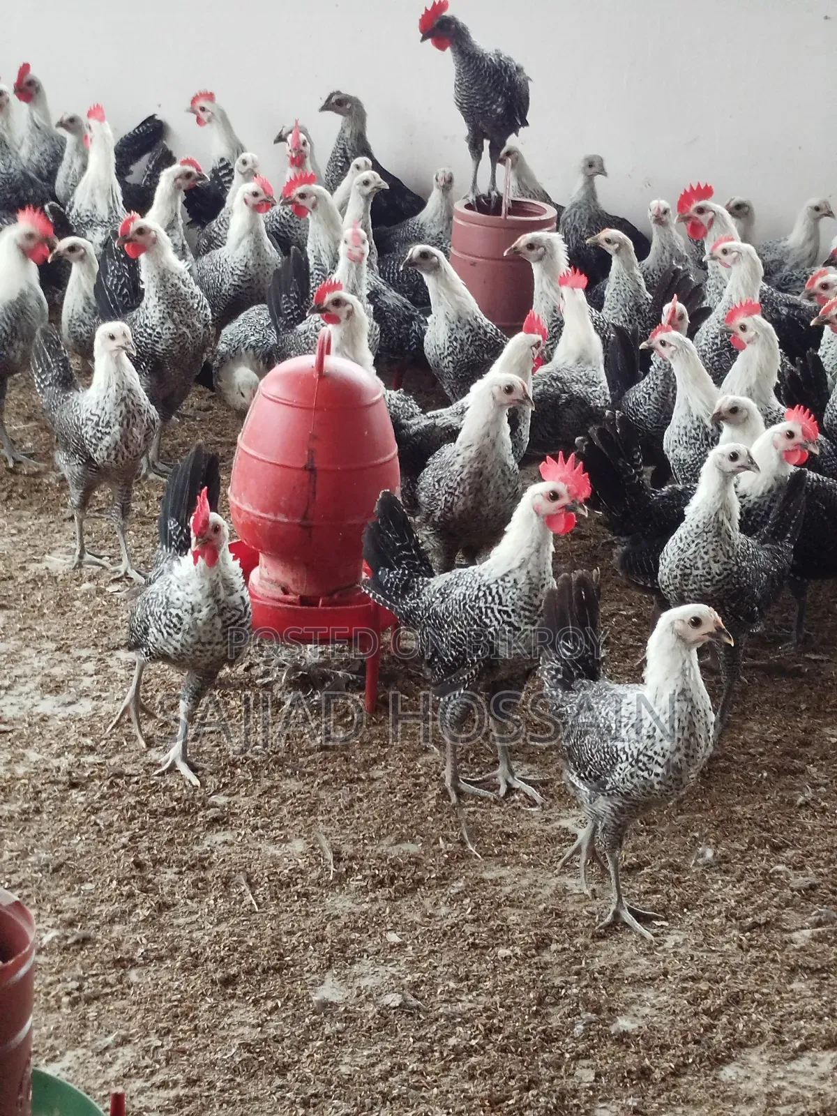 Fayoumi Chicken
