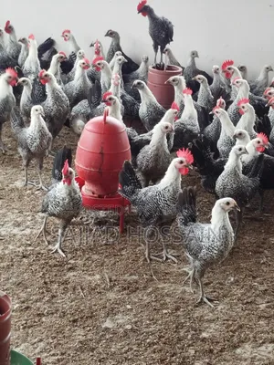 Fayoumi Chicken