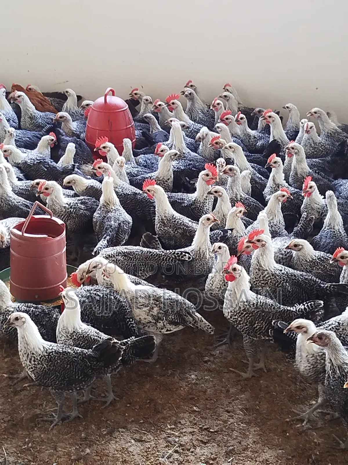 Fayoumi Chicken