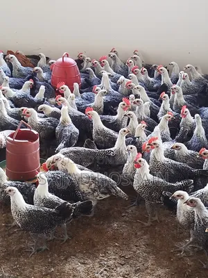 Fayoumi Chicken