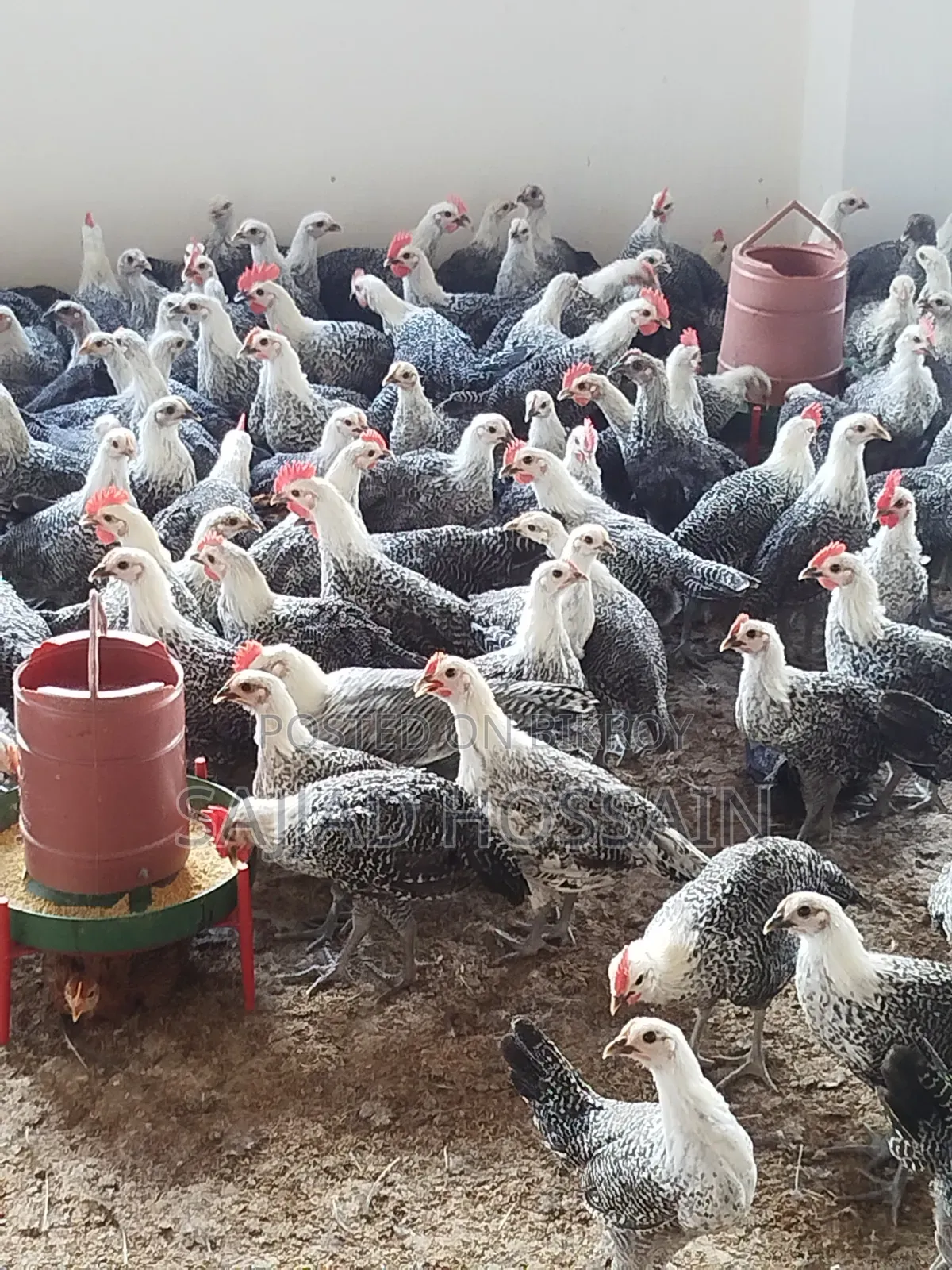 Fayoumi Chicken