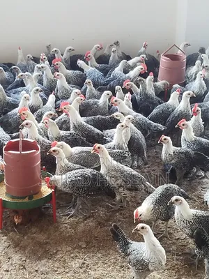 Fayoumi Chicken